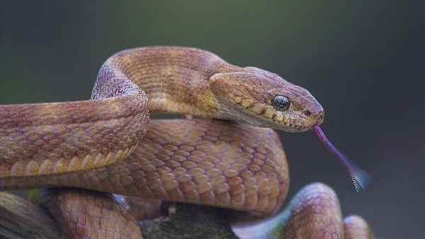 सांप डस रहा था और दोस्त बना रहा था वीडियो