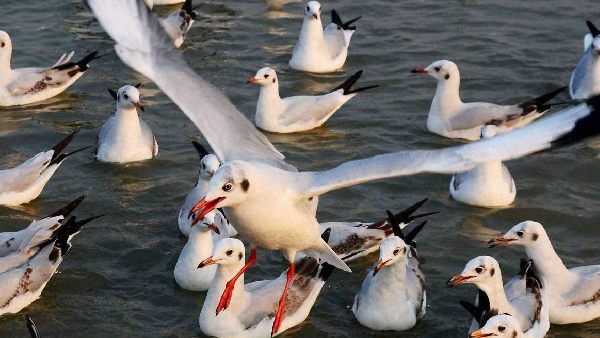 पैदल चलना हुआ मुश्किल पैदल चलना हुआ मुश्किल