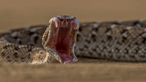 पड़ोसी ने 11 अन्य सांप भी पाल रखे हैं