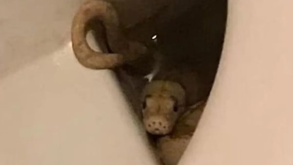 बाथरूम गए शख्स के प्राइवेट पार्ट में सांप ने डसा