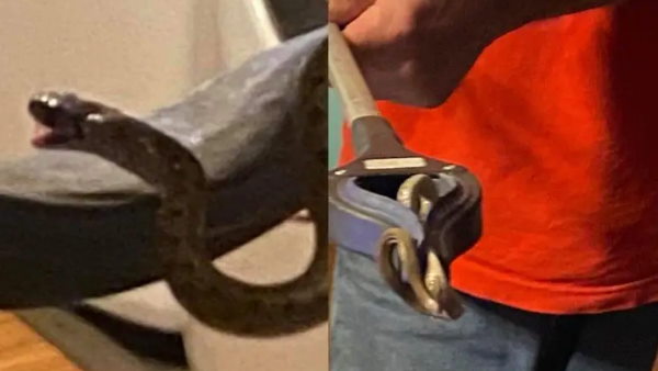 बेड के नीचे बैठे थे 18 सांप