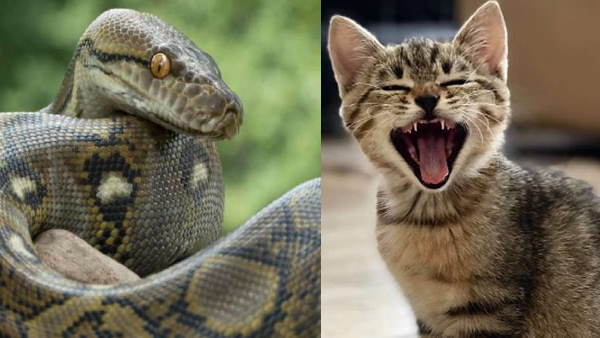 सोशल मीडिया पर वायरल हुआ वीडियो