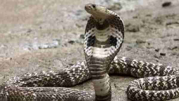 सांप-अजगर पकड़ने के लिए बुलाते है सुशील मिश्रा को