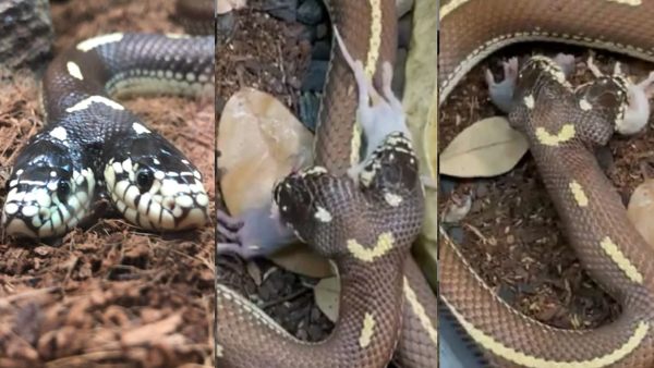 इंस्टा पर शेयर हुआ वीडियो