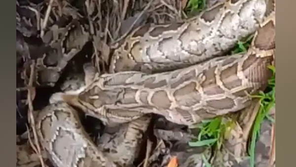 अजगर ने बिल्ली को पेट से निकाला बाहर