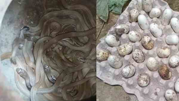 तीन दिन से निकल रहे थे सांप