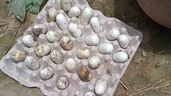 बड़ी संख्या में सांप मिलने से ग्रामीणों में दहशत