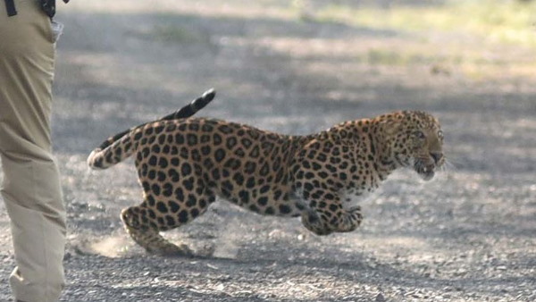 बर्थडे केक ने बचाई जान