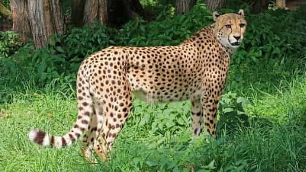 दोनों भाइयों के पीछे दौड़ी मौत