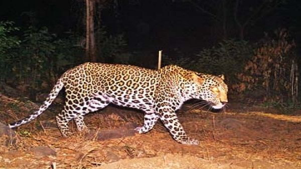 तेंदुए को चाहिए था केक?