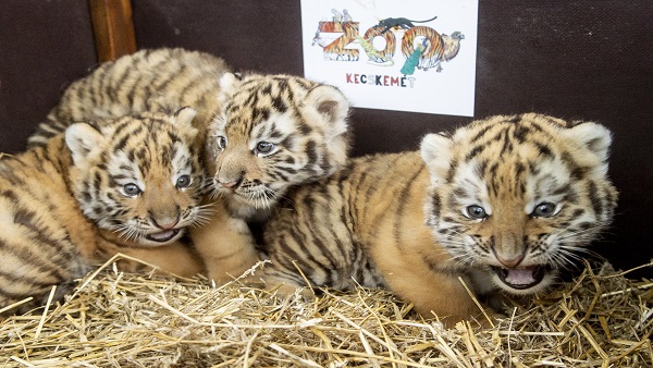  क्या है अंतरराष्ट्रीय टाइगर डे