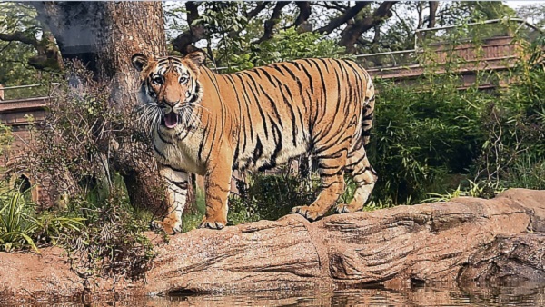 देश में टॉप 10 टाइगर रिजर्व