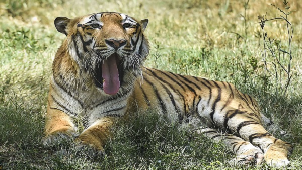 टाइगर्स की संख्या घटकर एक लाख से 3200 तक पहुंच गई 