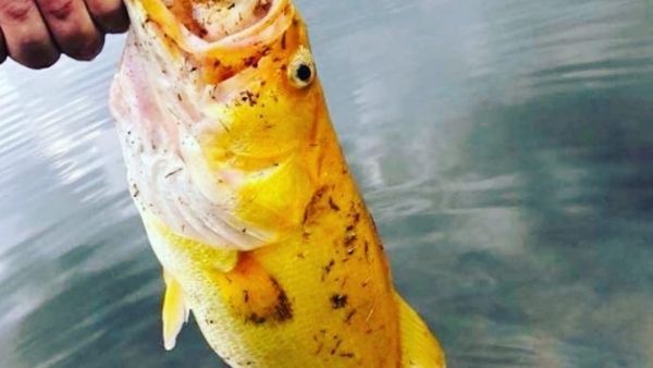 स्थानीय प्रजातियों पर कहर स्थानीय प्रजातियों पर कहर