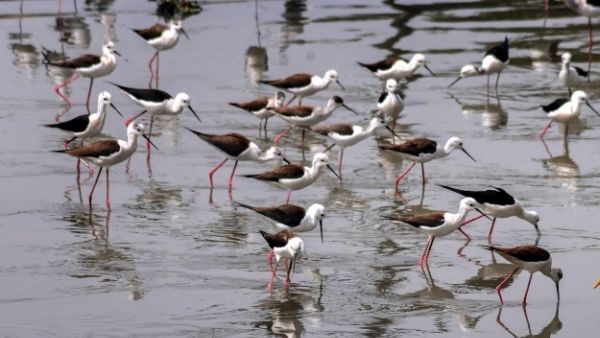 अमेरिका में पक्षियों के पंख जले