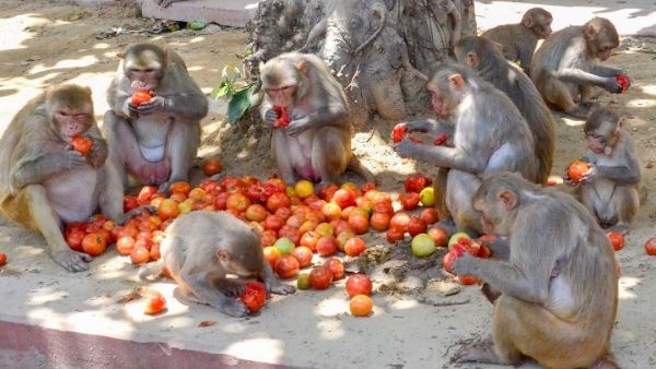 कैसे फैलता है 'मंकी बी वायरस'