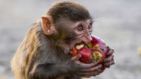 कितना खतरनाक है वायरस ?