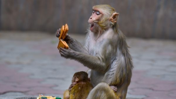 53 साल के डॉक्टर की मौत 