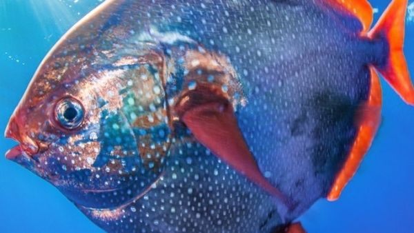 ध्रुव की तरफ पलायन