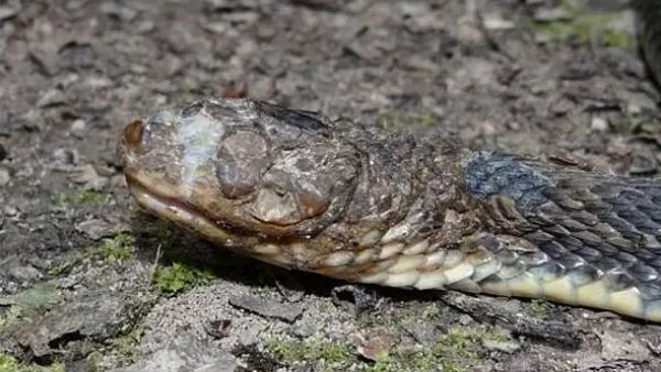 रहस्यमयी बीमारी से मर रहे सांप