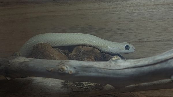 भारी संख्या में सांपों की मौत