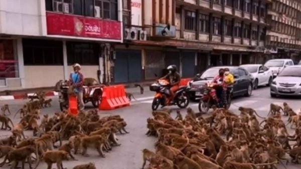 बंदरों के बीच गैंगवार