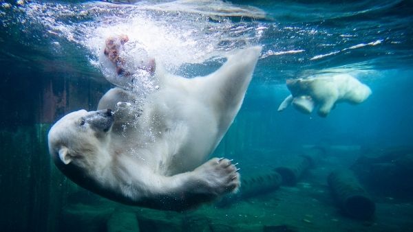 दुर्लभ भालुओं की जिंदगी पर खतरा