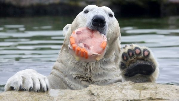 शैवाल से चिपक जाता है केमिकल्स