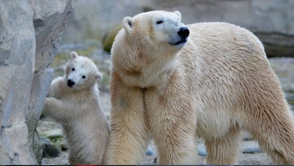 बर्फ में मिला जहर