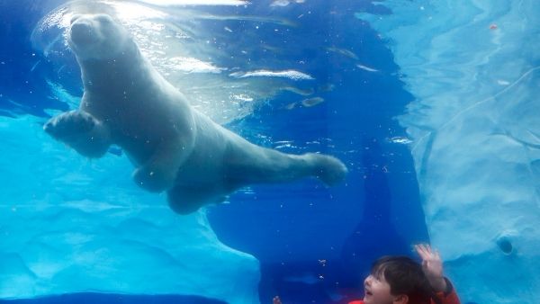 समुद्री पक्षियों को भी खतरा