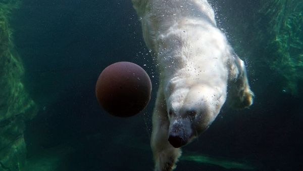 आर्कटिक से इंसानों के लिए खतरा