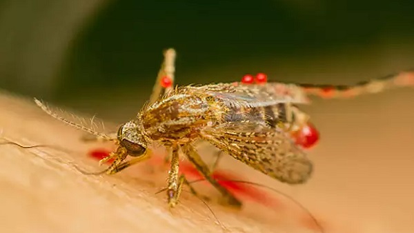 Zika virus symptoms: जीका वायरस के लक्षण 