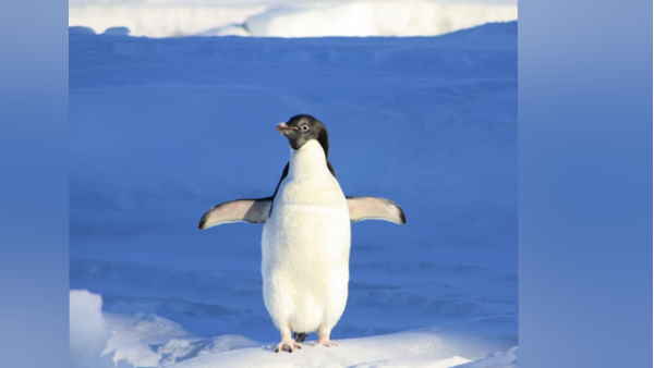 नहीं तो तबाह हो जाएंगी 70 प्रतिशत एम्‍परर पेंगुइन की बस्तियां 