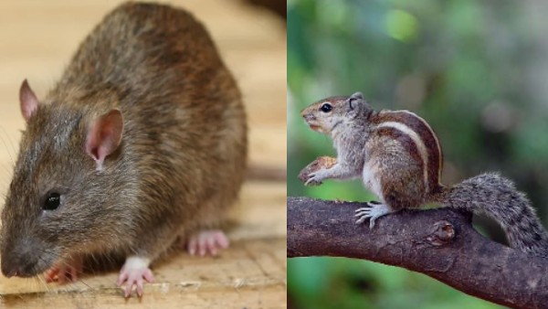 चिपमंक्स में फैला संक्रमण चिपमंक्स में फैला संक्रमण