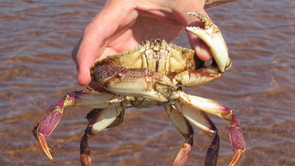 40 केकड़ों की जांच 40 केकड़ों की जांच