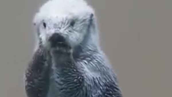 खतरे में है ऊदबिलाव का अस्तित्व