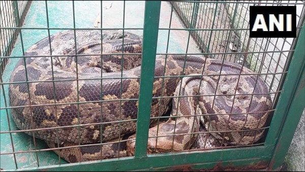 नदी के किनारे पड़ा मिला 10 फुट लंबा पाइथन नदी के किनारे पड़ा मिला 10 फुट लंबा पाइथन