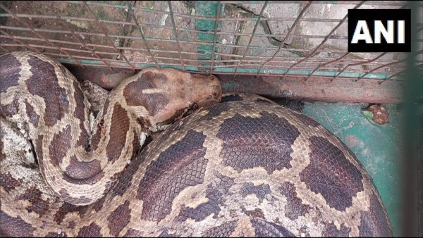 भारी मशक्कत के बाद काबू में आया पाइथन भारी मशक्कत के बाद काबू में आया पाइथन