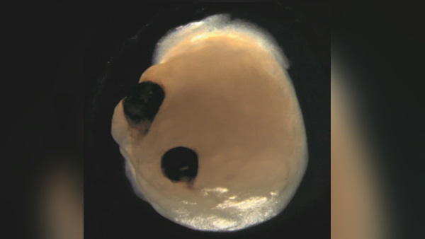 लैब में तैयार किया गया दिमाग उगाने का माहौल