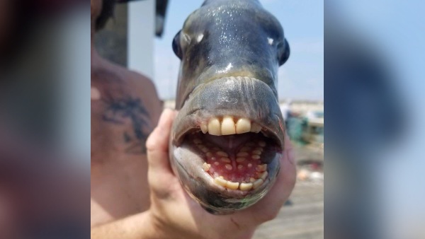 कहा जाता है कॉन्विक्ट फिश