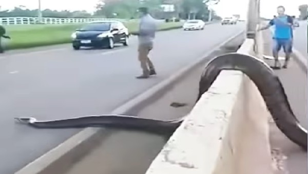 भारी भरकम एनाकोंडा पार कर रहा रोड
