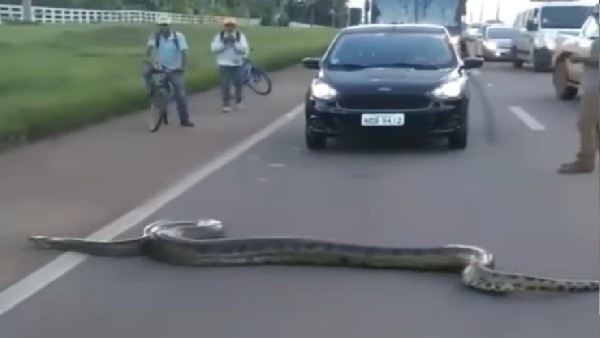 एनाकोंडा की दहशत, ट्रैफिक थमा