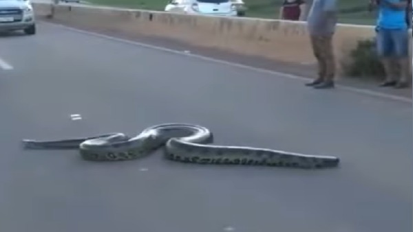 सोशल मीडिया पर वायरल हुआ वीडियो