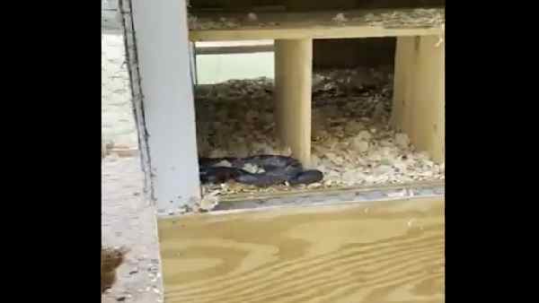 मुर्गी के हमले के बाद भाग पड़ा सांप