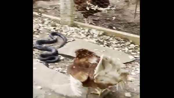 जब ब्लैक रेसर सांप पर टूट पड़ी मुर्गी