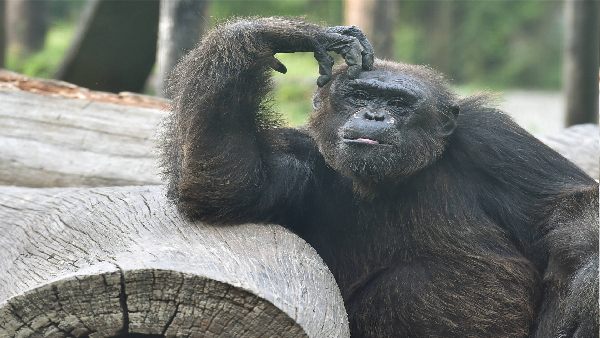 महिला का चिंपैंजी के साथ 'अफेयर' 