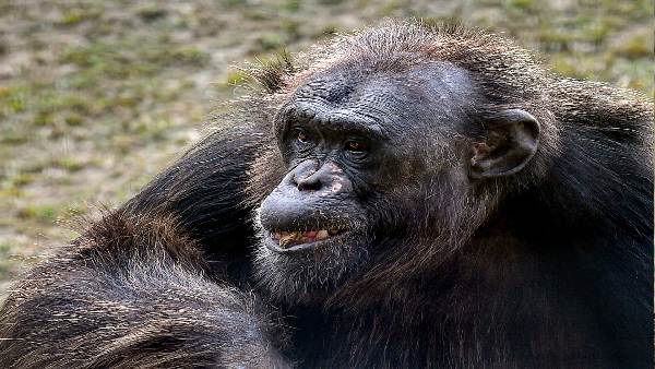 लड़की पर जू के अधिकारियों ने लगाया बैन