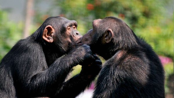 मैं उससे और वो मुझसे करता है प्यार-टिमरमैन