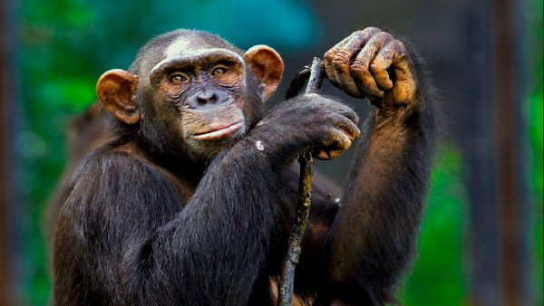 लड़की नहीं होती तो ऐसी होती है चिता की हालात 