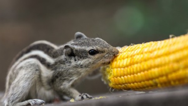 6 अगस्त से बंदी 6 अगस्त से बंदी